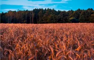 معمای توهم نوری؛ برای دیدن ملخ فقط باید چشم شاهین داشته باشید!