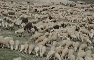 توهم نوری: فقط 10 درصد افراد می توانند خرس را در بین این همه گوسفند پیدا کنند!