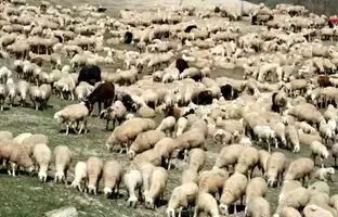 توهم نوری: فقط 10 درصد افراد می توانند خرس را در بین این همه گوسفند پیدا کنند!