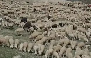 توهم نوری: فقط 10 درصد افراد می توانند خرس را در بین این همه گوسفند پیدا کنند!