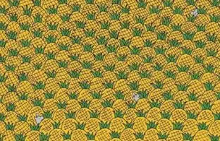 معمای تصویری؛ آیا می توانید چهار ذرت در بین آناناس ها پیدا کنید؟