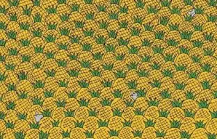 معمای تصویری؛ آیا می توانید چهار ذرت در بین آناناس ها پیدا کنید؟