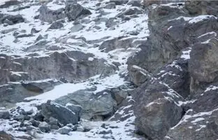 معمای تصویری؛ فقط چشم شاهین می تواند پلنگ برفی استتار شده را ببیند!