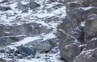 معمای تصویری؛ فقط چشم شاهین می تواند پلنگ برفی استتار شده را ببیند!