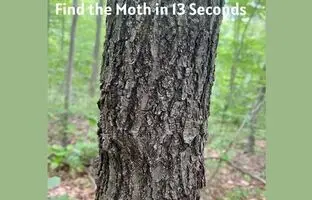 معمای چشم عقاب؛ آیا می توانید پروانه را در عرض 13 ثانیه پیدا کنید؟