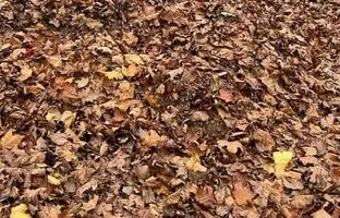 معمای چشم عقاب؛ آیا می توانید سگ پنهان شده در بین برگ ها را بیابید؟