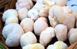 نقش مهم یک قارچ خاص در تقویت حافظه