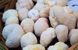 نقش مهم یک قارچ خاص در تقویت حافظه