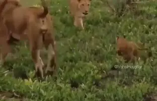 (ویدیو) وحشت شیر نر از خشم شیر ماده در پی شوخی خشن با یک توله‌!