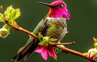 پرنده‌ای شگفت‌انگیز با تغییر ۶۲ رنگ در دقیقه!