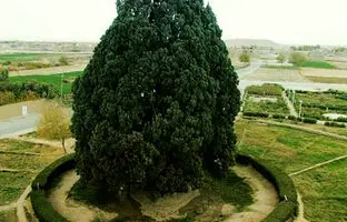سرور ۴ هزار ساله یا «سرو زرتشت» کجاست؟