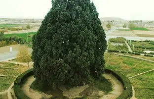 سرور ۴ هزار ساله یا «سرو زرتشت» کجاست؟