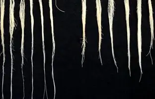 کشف ژن مقاوم گندم در برابر خشکسالی