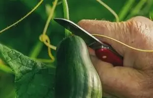 فواید جالب توجه خیار برای مفاصل