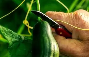 فواید جالب توجه خیار برای مفاصل