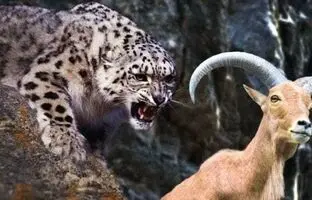 (ویدئو) ثبت اولین ویدئو از لحظه شگفت انگیز شکار پلنگ ایرانی