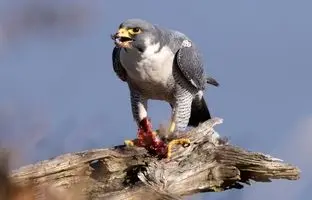 (ویدئو) با احمق ترین کبوتر جهان آشنا شوید!