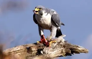 (ویدئو) با احمق ترین کبوتر جهان آشنا شوید!