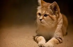 (تصویر) مشاهده یکی از نادرترین گربه های ایران در کویر لوت