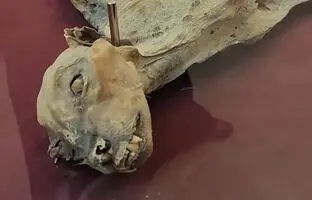 (ویدئو) کشف مومیایی یک یوزپلنگ با قدمت ۱۹۰۰ سال در عربستان
