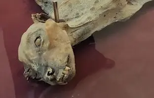 (ویدئو) کشف مومیایی یک یوزپلنگ با قدمت ۱۹۰۰ سال در عربستان