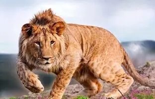 (تصاویر) شاید باور نکنید اما این حیوانات دورگه هستند