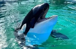 (ویدئو) هوش شگفت انگیز نهنگ قاتل در شکار پرنده با استفاده از طعمه!