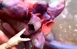 (ویدئو) مشاهده یک موجودات ناشناس و ترسناک در دریا!