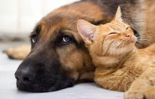 (ویدئو) تلاش سگ برای گیج کردن گربه وسط دعوا