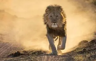 (ویدئو) دزدی سلطان جنگل!