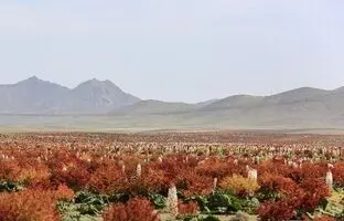 (تصاویر) بزرگترین دشت ریواس ایران