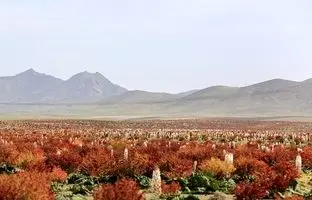 (تصاویر) بزرگترین دشت ریواس ایران