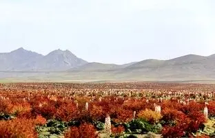 (تصاویر) بزرگترین دشت ریواس ایران