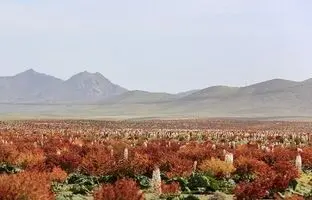 (تصاویر) بزرگترین دشت ریواس ایران
