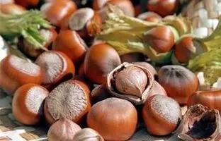 فواید بی‌نظیر فندق