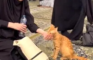 (ویدئو) اقدام تحسین برانگیز یک زن با گربه در مسجد النبی