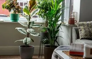 بهترین گیاهان آپارتمانی برای خانه های نقلی