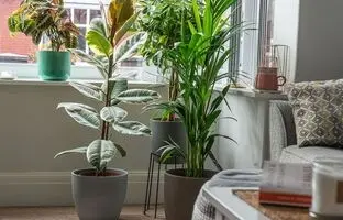 بهترین گیاهان آپارتمانی برای خانه های نقلی