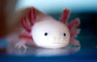 (تصاویر) جانورانی که قرنها زنده می مانند، آیا رازشان را برای ما فاش می کنند؟