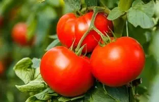 بالاخره گوجه‌فرنگی میوه است یا سبزی؟