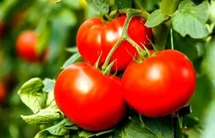 بالاخره گوجه‌فرنگی میوه است یا سبزی؟