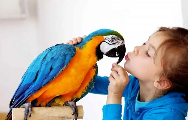 محبوب ترین طوطی های سخنگوی بازار چند؟