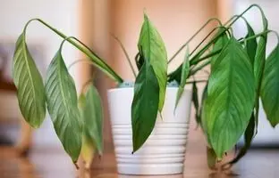 ۸ راهکار برای جلوگیری از گرمازدگی گیاهان