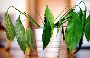 ۸ راهکار برای جلوگیری از گرمازدگی گیاهان