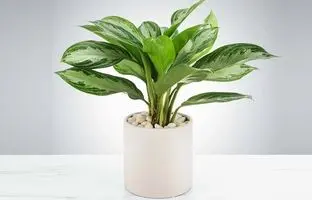 ده گیاه آپارتمانی تصفیه کننده هوا به تایید ناسا