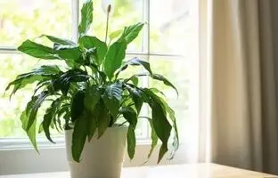 ۵ گیاه آپارتمانی خطرناک برای کودکان