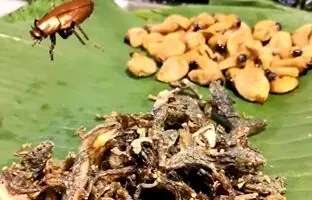(ویدئو) چندش آورترین غذاهای جهان