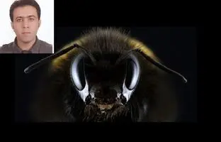 ایده دانشمند ایرانی برای ارتقای هوش مصنوعی با الهام از مغز زنبورها!