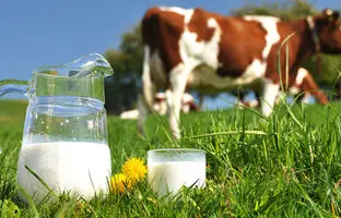 شیر پاستوریزه بهتر است یا استریلیزه؟