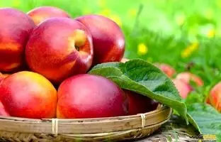 شلیل چه خواصی دارد؟